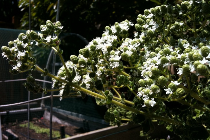 Marjoram